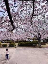 Blossoms and Bunnies: A Springtime Delight at Kōno Park 