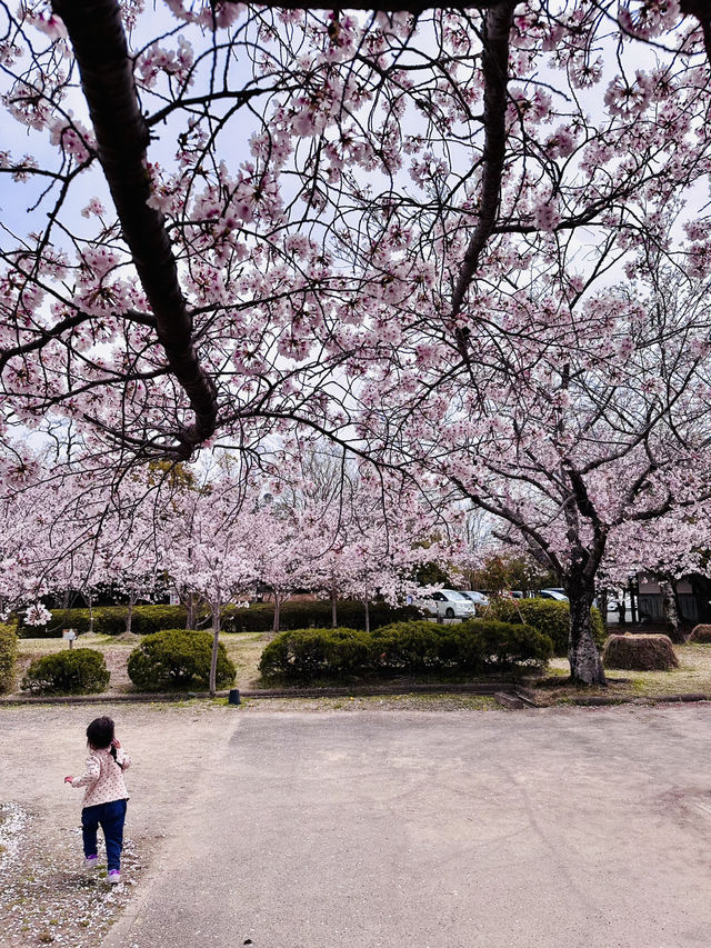 Blossoms and Bunnies: A Springtime Delight at Kōno Park 