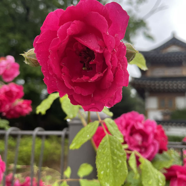 หมุ่บ้านอึนพยอง ฮันอก #Seoul🇰🇷
