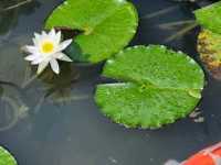 Ritsurin Garden – Tranquility in Every Season