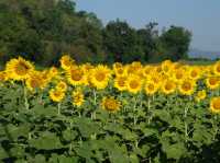 ทุ่งทานตะวันเขาจีนแล ลพบุรี – สีสันแห่งฤดูหนาว