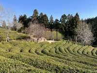 Boseong Tea Plantation – Worth the Journey for These Green Views
