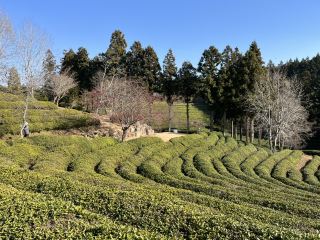Boseong Tea Plantation – Worth the Journey for These Green Views