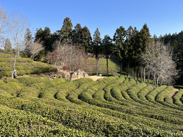 Boseong Tea Plantation – Worth the Journey for These Green Views