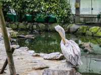 【島根県】 湖畔に広がる花と鳥のテーマパーク『松江フォーゲルパーク』🦉