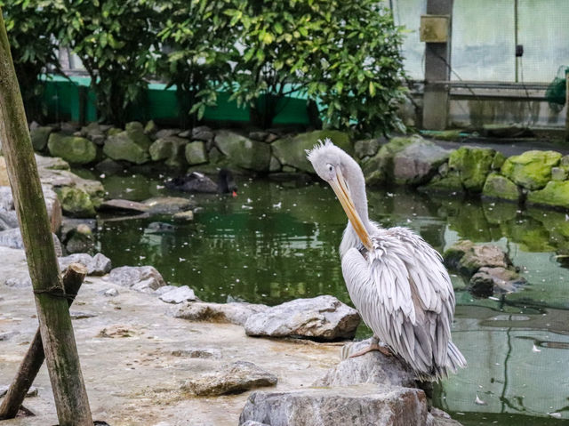 【島根県】 湖畔に広がる花と鳥のテーマパーク『松江フォーゲルパーク』🦉