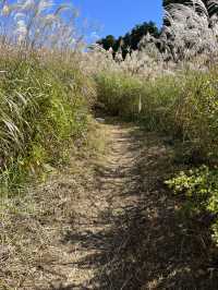 【岩湧山でススキ三昧】 🌾　大阪