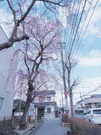 大阪飛去日本東北賞櫻: 一目千木櫻 