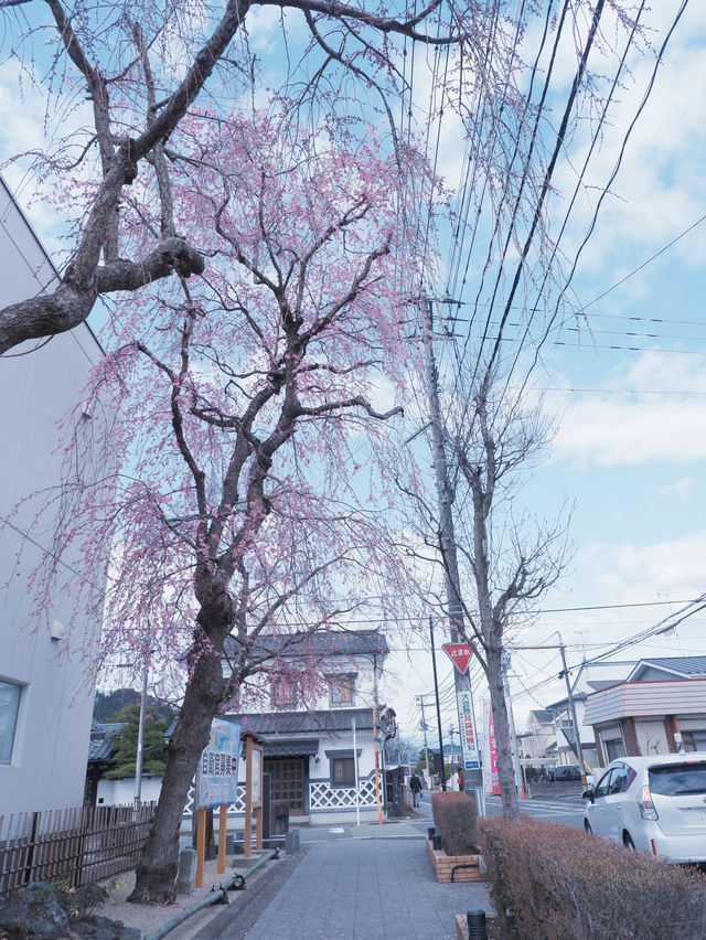 大阪飛去日本東北賞櫻: 一目千木櫻 
