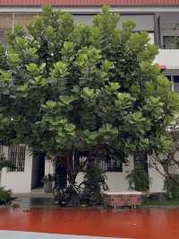Walkable Foodie Haven: Cafe Hopping in Tiong Bahru