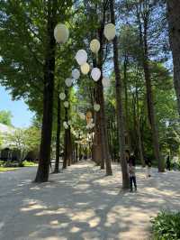 🍂 Escape to the Magic of Nami Island! 🌿🌙