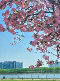 황홀한 겹벚꽃의 향연, 서울 근교 봄여행은 이곳이죠