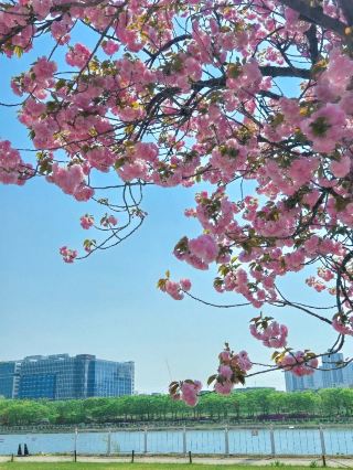 A Spectacular Double Cherry Blossom Festival