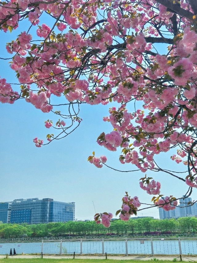 황홀한 겹벚꽃의 향연, 서울 근교 봄여행은 이곳이죠