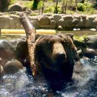 札幌圓山動物園：北國生態之窗