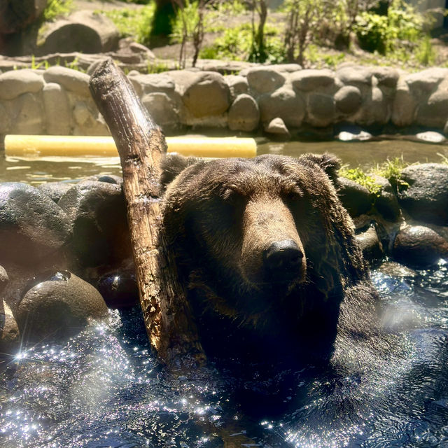  札幌圓山動物園：北國生態之窗