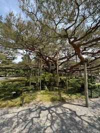 【石川県・金沢市】大庭園！兼六園🌲