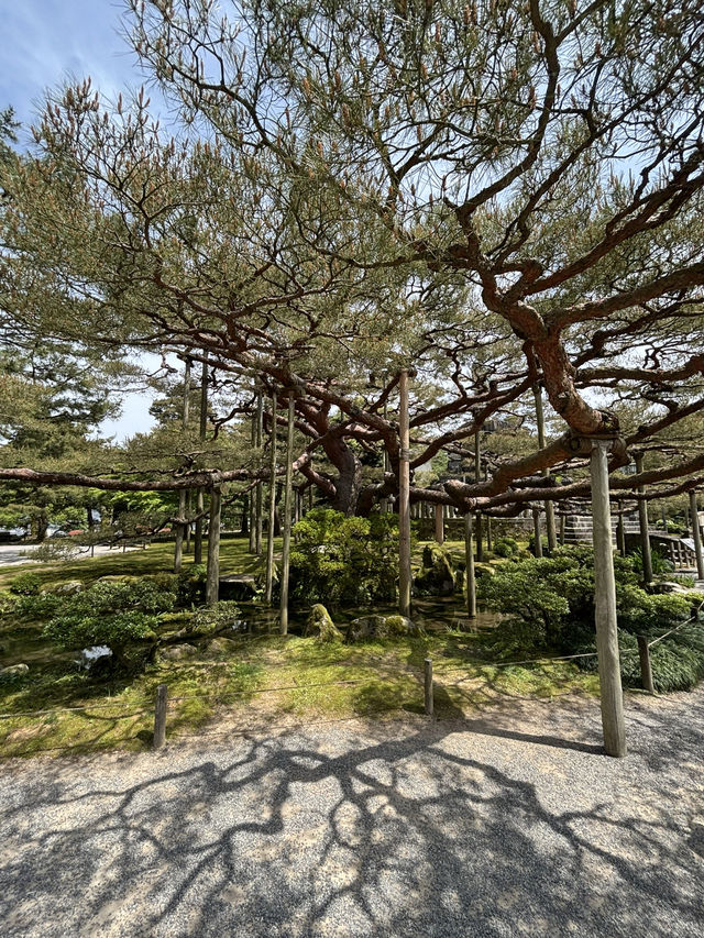 【石川県・金沢市】大庭園！兼六園🌲