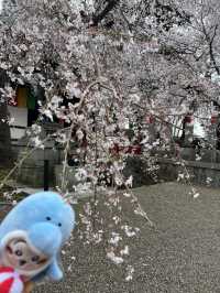 🌸【枝垂櫻與靜心古寺的邂逅】春日私藏景點：水戶大師六地藏寺一日小旅行