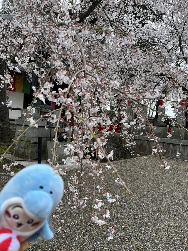 🌸【枝垂櫻與靜心古寺的邂逅】春日私藏景點：水戶大師六地藏寺一日小旅行