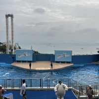 🌊🎢 Hong Kong Ocean Park — The Ultimate Weekend Thrill!