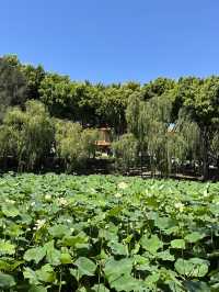 澳洲南天寺vs中天寺