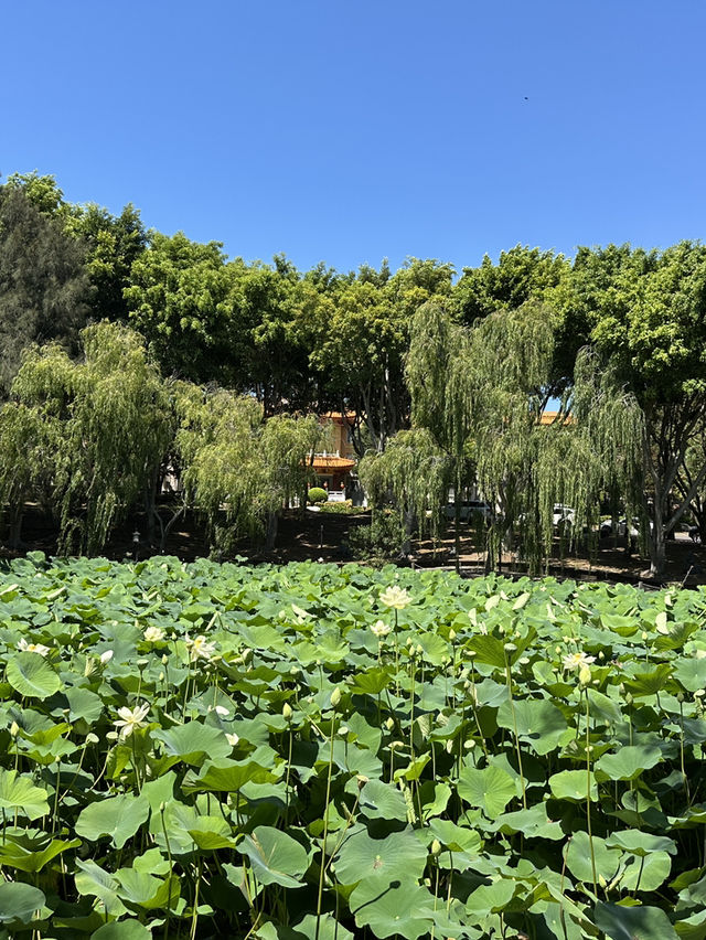 澳洲南天寺vs中天寺