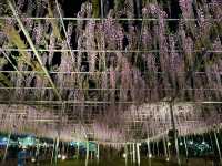สวนดอกไม้ ตระการตา ใกล้โตเกียว