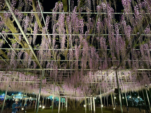 สวนดอกไม้ ตระการตา ใกล้โตเกียว