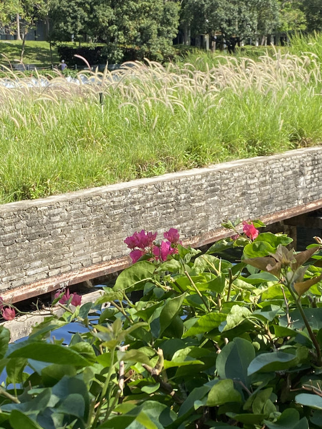 想不到深圳中山公園是這麼吸引的！！