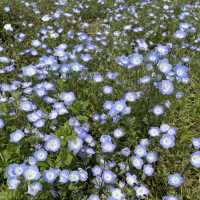 Flower Hill - Uminokamichi Seaside Park 