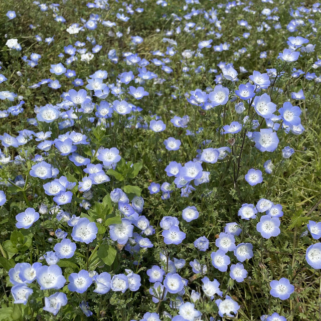 Flower Hill - Uminokamichi Seaside Park 