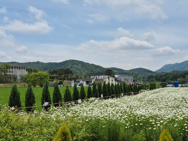 🥳아산 샤스타데이지 카페 카페지새울