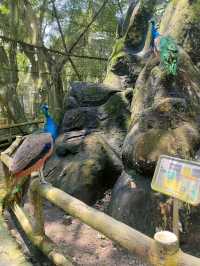 Labuan Bird Park - Various Types Species of Birds in Labuan, Malaysia