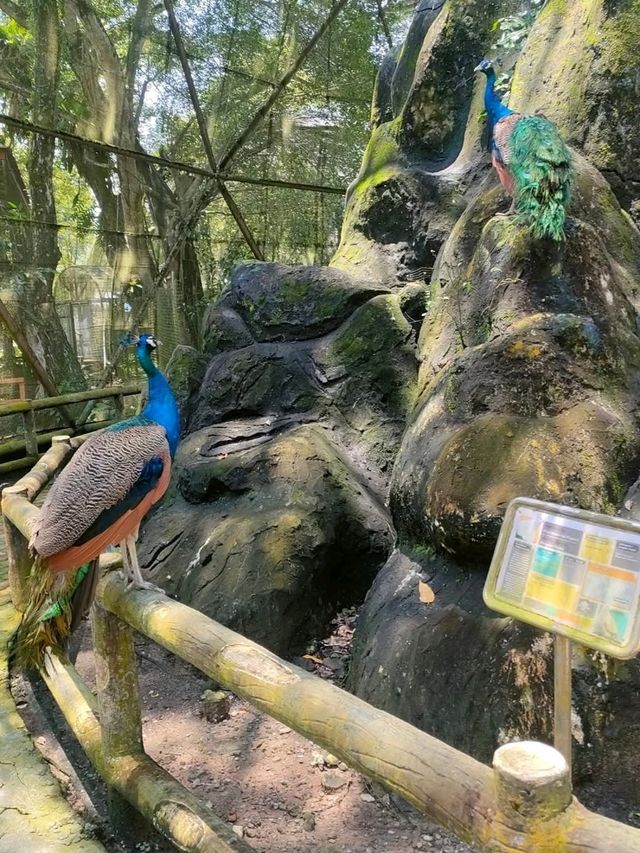 Labuan Bird Park - Various Types Species of Birds in Labuan, Malaysia