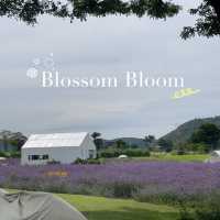 Blossom Bloom 𖦹꙳🪻.* คาเฟ่เขาใหญ่