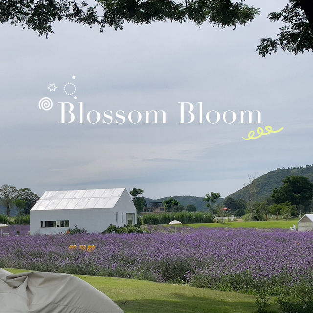 Blossom Bloom 𖦹꙳🪻.* คาเฟ่เขาใหญ่