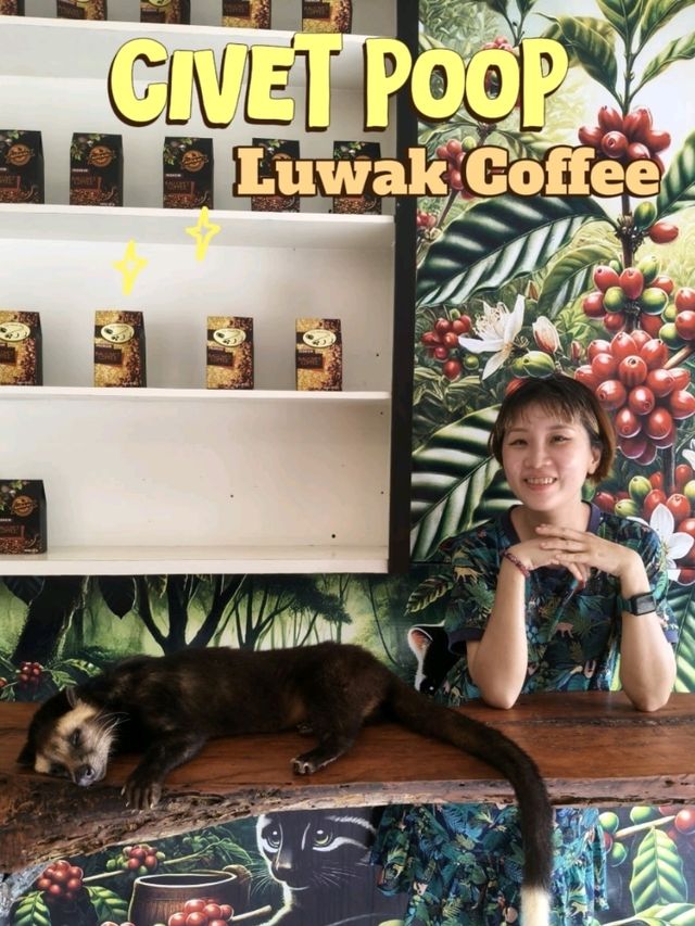 🇮🇩Have you tried Civet Poop Coffee?💩Luwak Coffee