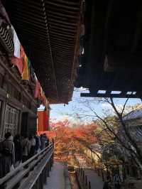 【京都🇯🇵】紅葉🍁が美しい秋の永観堂へ