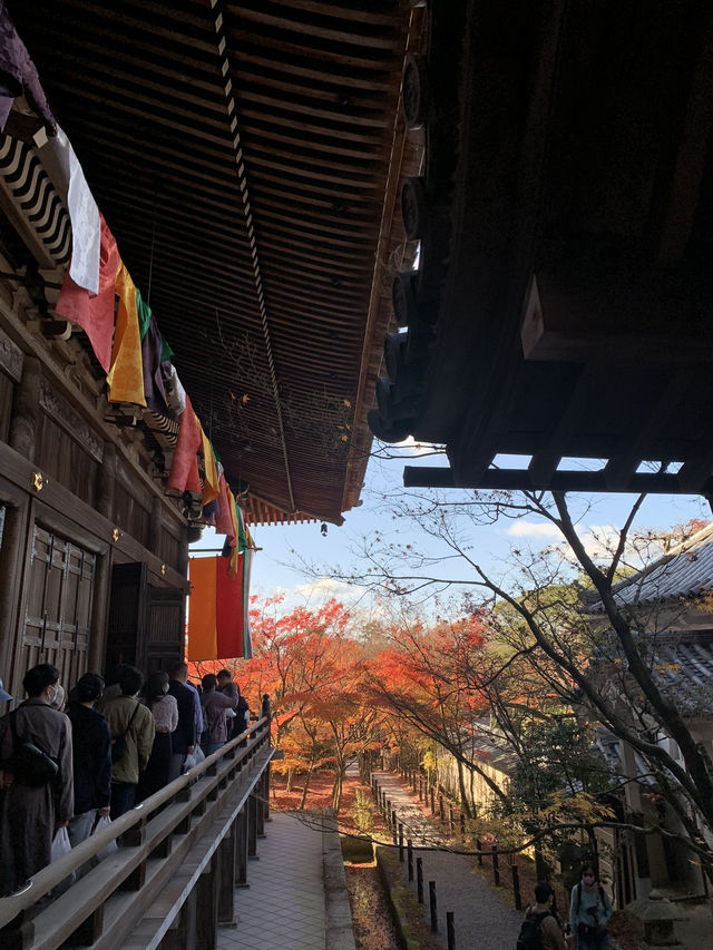 【京都🇯🇵】紅葉🍁が美しい秋の永観堂へ