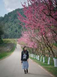 จุดชมซากุระและดอกไม้เมืองหนาวเมืองไทย