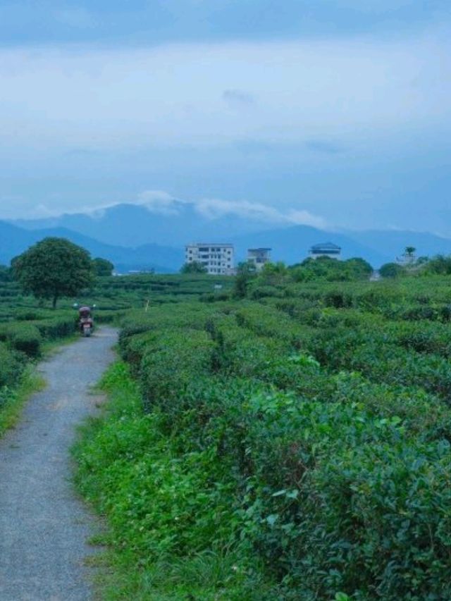 自駕遊🚗🚙直達萬畝茶園！太靚了！