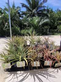 Sky Ladder Pineapple Farm, A Sweet Slice of Agro-Tourism in Port Dickson