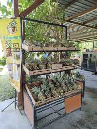 Sky Ladder Pineapple Farm, A Sweet Slice of Agro-Tourism in Port Dickson