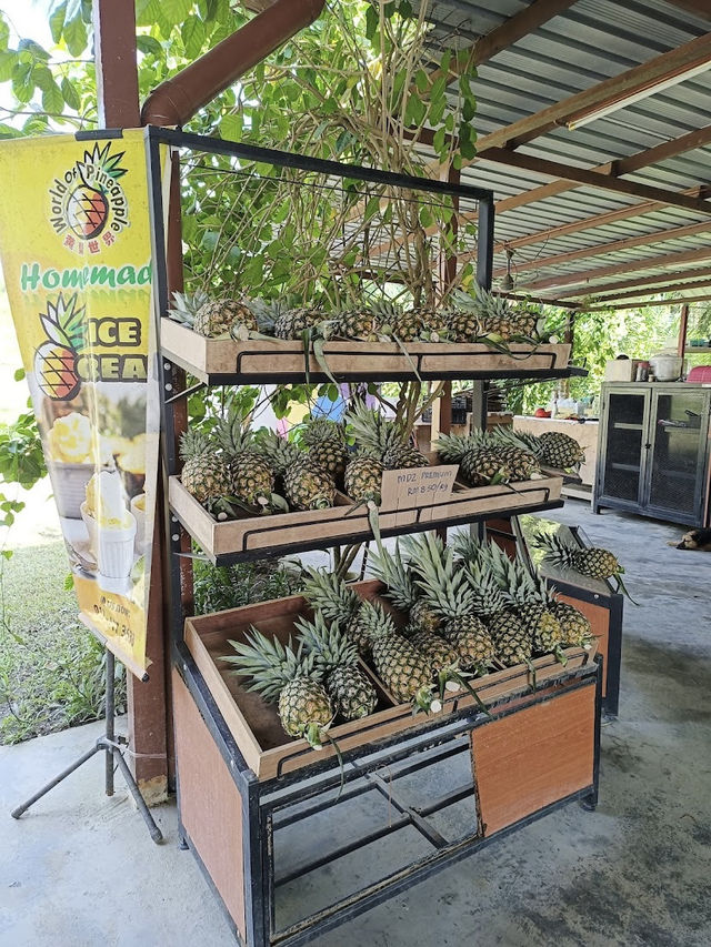 Sky Ladder Pineapple Farm, A Sweet Slice of Agro-Tourism in Port Dickson