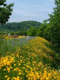 Flower Fields & Chill Walks in Haman’s Bloomy Wonderland