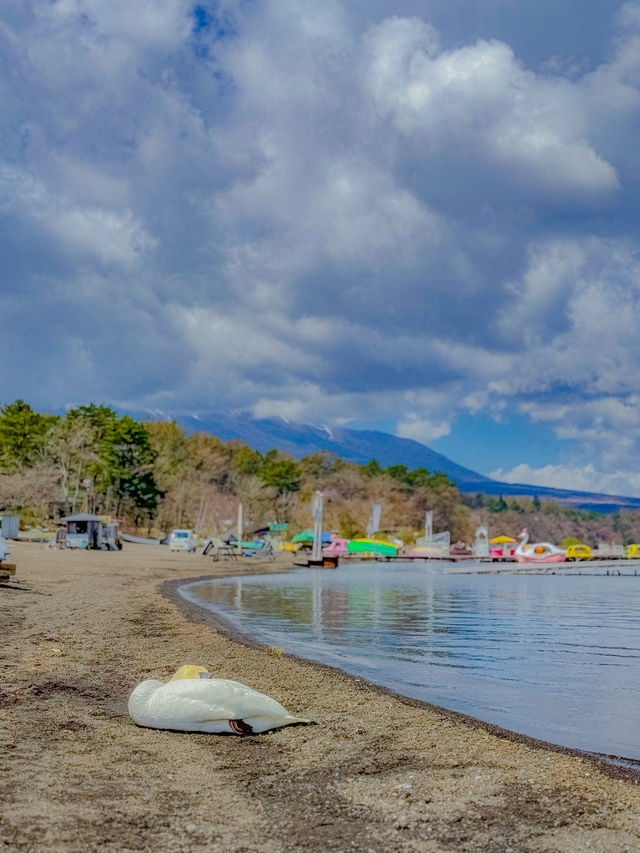 ทะเลสาบยามานากะ (Yamanaka Lake / 山中湖) ในวันที่มีหง