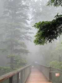 🌲神秘の森で癒しの時間を。黒い森で自然と心がつながる旅🍃