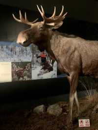❄️ Arktikum Museum—A Window into the Arctic World