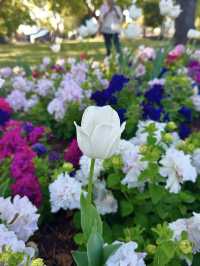 🌸【花に包まれる街】ダーリング・ダウンズの花祭りで彩りの旅